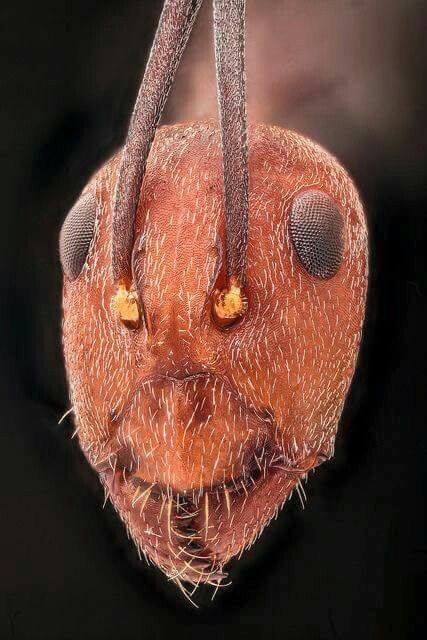 Рыжий муравей - Мафия микромира