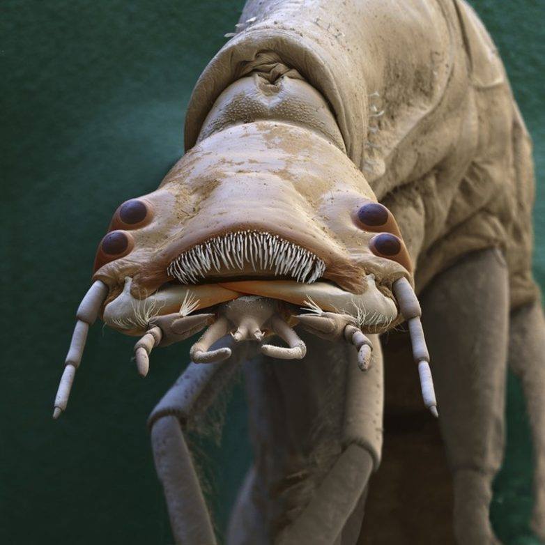 Личинка водного жука Dytiscidae - Мафия микромира