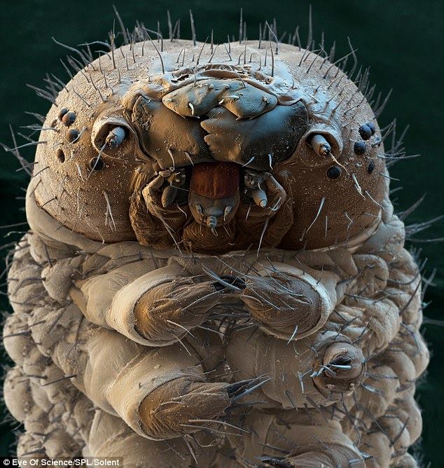 Гусеница шелкопряда - Мафия микромира