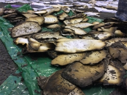 In Mezhyhiria gefundenen Dokumente auf Millionen Unterschlagung und Bestechung. Einer der Sponsoren $ 12.000.000 gab. Fotoreport + VIDEO В Межигорье нашли документы о миллионных растратах и взятках. Один из спонсоров дал $12 млн. ФОТОрепортаж+ВИДЕО