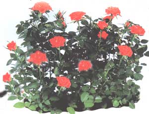 Rose - Rosa