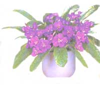 Streptokarpusy - Streptocarpus