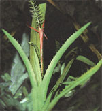 Ehmeya pritsvetnikovaya - Aechmea bracteata