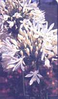 Agapanthus (Schmucklilie) - Agapanthus