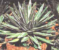 Agave parviflora (Agave melkotsvetkovaya)