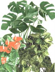 Araceae - Aronstabgewächse