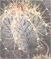 Astrophytum dekoriert A. ornatum