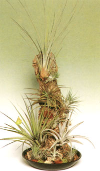 Bromelien - Bromeliaceae