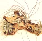 Tillandsia auf einem Stück Rinde