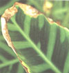 Die Enden der Blätter gelb und braun - mit einem Überschuss oder ein Mangel an Nährstoffen im Boden.