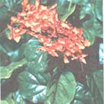 Clerodendrum hell - Clerodendrum splendens