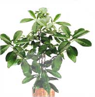 Corynocarpus - Corynocarpus