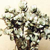 Jade tree - Crassula arborescens