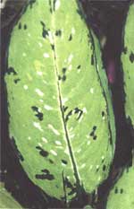 Bauze Dieffenbachia - Dieffenbachia bausei
