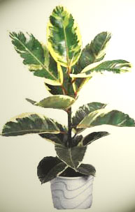 Ficus Elastica - F. Elastica