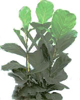 Ficus lyrata - F. lirata