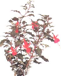 Fuchsia elegant - Fuchsia gracilis