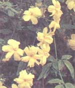 Jasmin Jasminum primulinum Primulaceae
