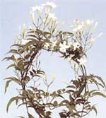 Jasmin Jasminum polyanthum polyanthous