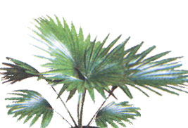 Livistona Palm - Livistona
