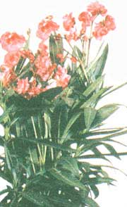 Oleander - Nerium