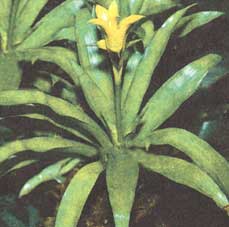 Nidulyarium bilbergievidny - Nidularium billbergioides