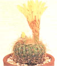 Notocactus Sonne liebenden - Notocactus apricus