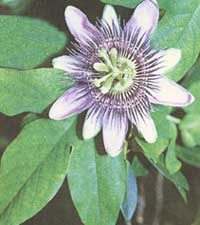 Blaue Passionsblume - Blaue Passionsblume