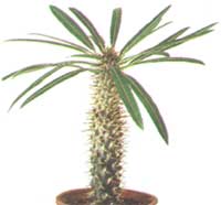 Pachypodium Lame - Pachypodium Lameri