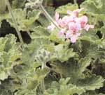 Pelargonium duftend oder silnopahnuschih - Pelargonium graveolens
