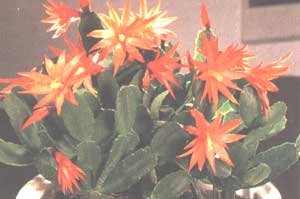 Ripsalic - Rhipsalis