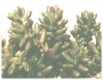 Rot gefärbte Stonecrop - Sedum rubrotinctum