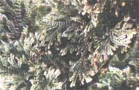 Martens Selaginella - Selaginella martensii