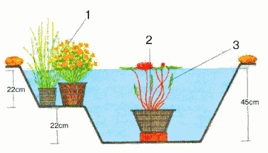Platzieren Blumen im Teich