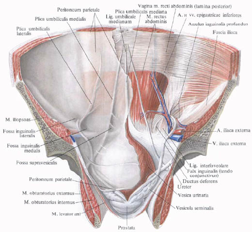Human Anatomy in Bildern Анатомия человека в картинках