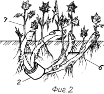 Verfahren zur Züchtung von Shrubby Beeren