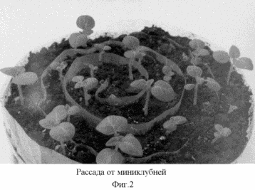 METHODE produzieren Pflanzkartoffeln auf dem Substrat TORFOOPILOCHNOM