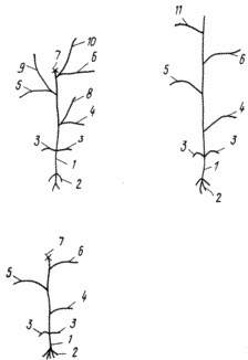METHODE Sämlinge TOMATE